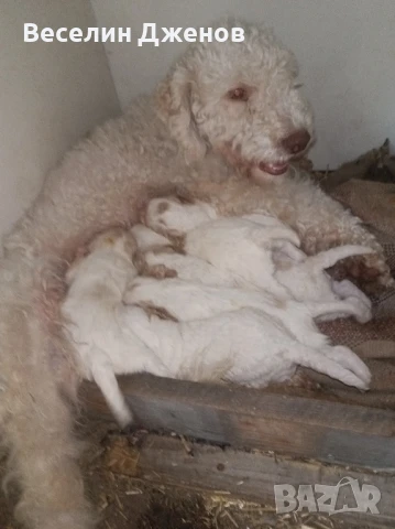 лагото Романьоли , снимка 7 - Други - 50494587