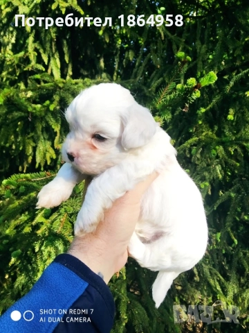 Супер мини Малтийска Болонка Доставка