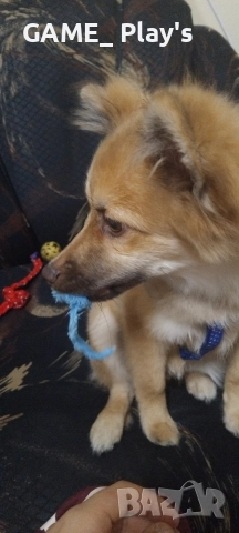 спешно за продажба:Порода шпиц 