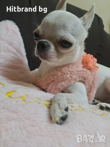 Чихуахуа , снимка 4 - Чихуахуа - 52632637