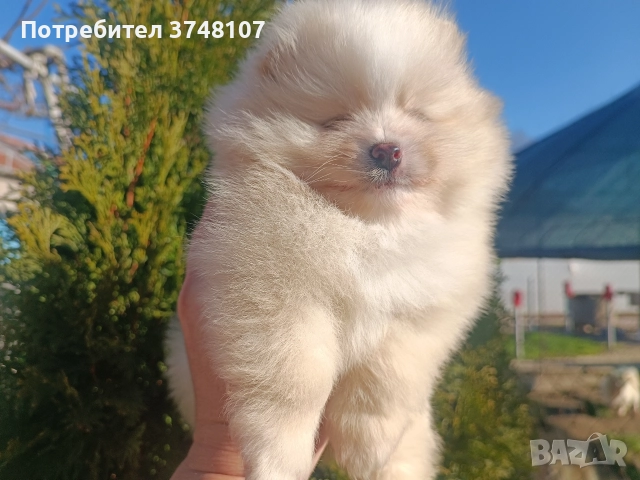 Померан/Померани