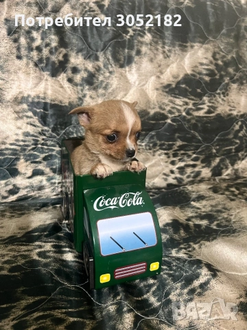 Свободни Чихуахуа , снимка 3 - Чихуахуа - 53760223