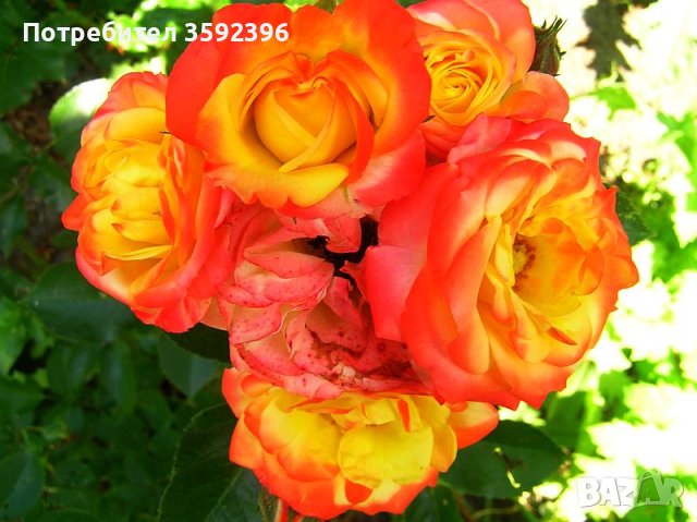 Продавам резници от  5 цвята рози катерливи общо за 10 лева, снимка 2 - Градински цветя и растения - 41246315