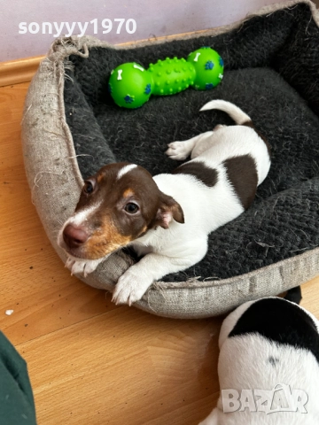 ДЖАК РЪСЕЛ ТЕРИЕР-ЖЕНСКО 1БР 0111251804, снимка 9 - Джак ръсел териер - 52257338