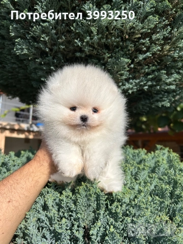 Уникално мини момче, снимка 4 - Померан - 52246853