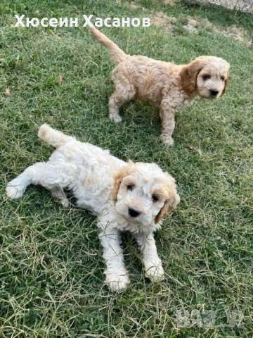 Малки кученца порода логото и кокер, снимка 1