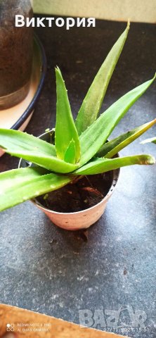 Алое със сочни листа., снимка 2 - Стайни растения - 34733917