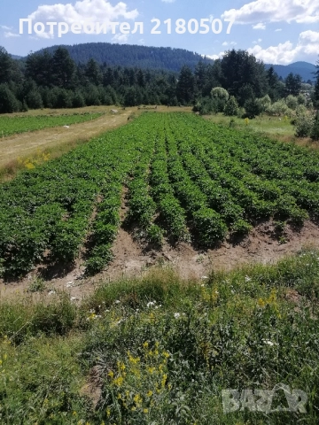 Картофи семе, снимка 4 - Разсади - 38859159