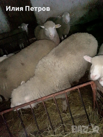 кочле, снимка 2 - Овце - 53781817