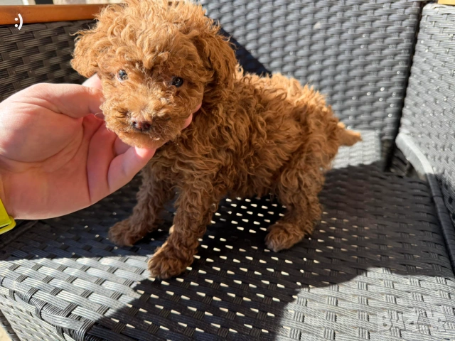 Мини Пудели Актуално от 19.2.2026, снимка 3 - Пудели - 53380316