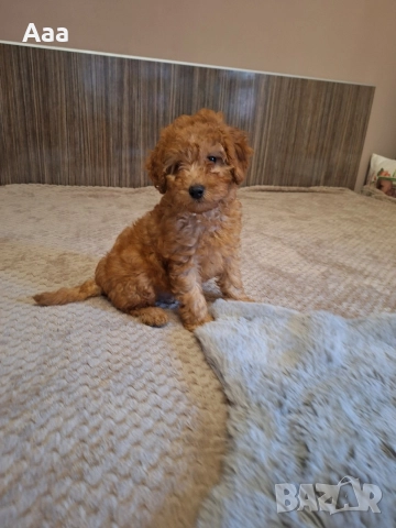 Мини пудел, снимка 2 - Пудели - 52902382