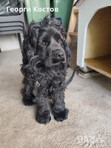 Продавам Кокер шпаньол , снимка 3 - Кокер шпаньол - 52585151