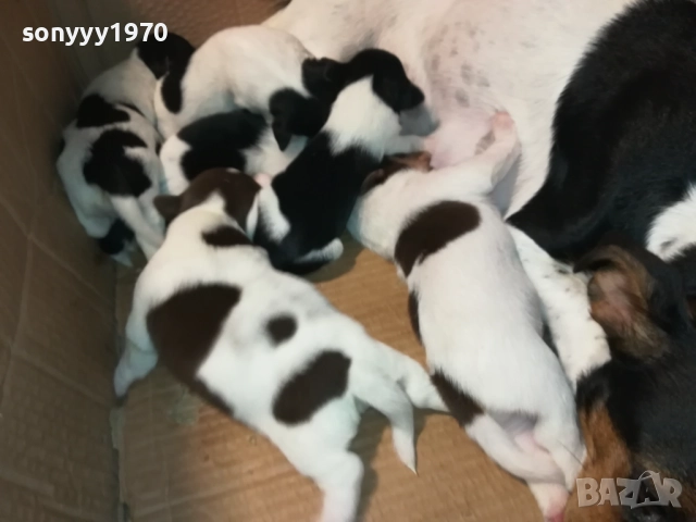 ДЖАК-СЛАДКИ БЕБЕТА 2508250707, снимка 3 - Джак ръсел териер - 51479040