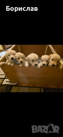 Бебета Голдън ретривър , снимка 4 - Голдън ретривър - 51928849