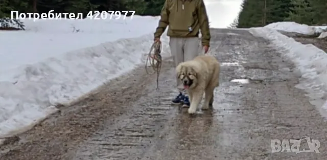 Кавказки овчарки , снимка 12 - Кавказка овчарка - 46973377