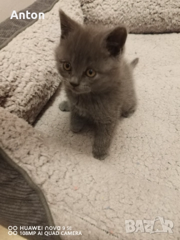 Британче момче, снимка 4 - Британска късокосместа - 52748840