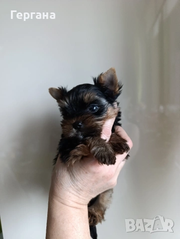 Мини йоркширски териер, снимка 2 - Йоркширски териер - 53348440