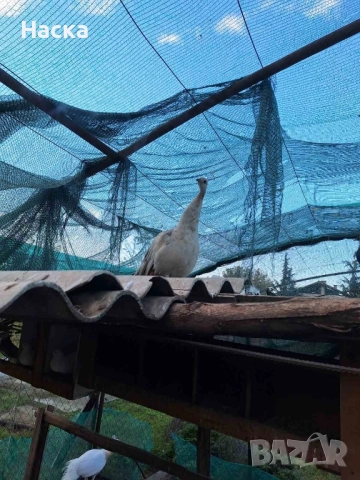 Продавам пауни! , снимка 2 - други­ - 52323574