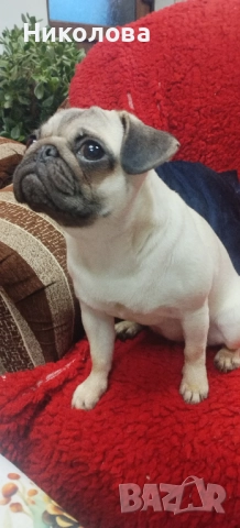 Мопс, снимка 3 - Мопс - 52787633