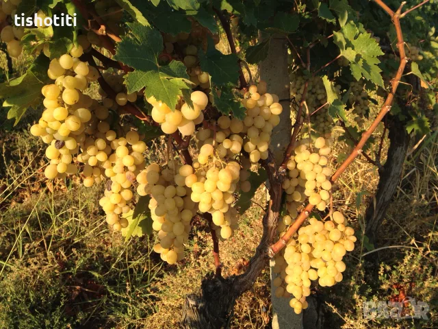 Продавам грозде, снимка 7 - Домашни продукти - 56149401