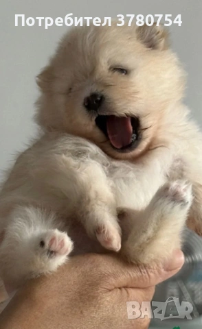 Померан мини , снимка 2 - Померан - 53627090