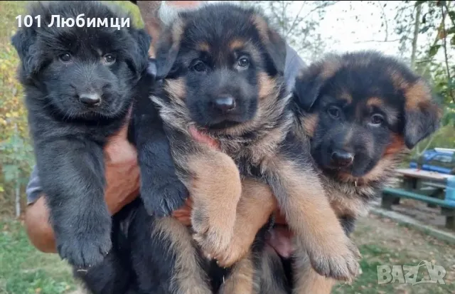 Немски овчарки дългокосмести , снимка 2 - Немска овчарка - 47450278