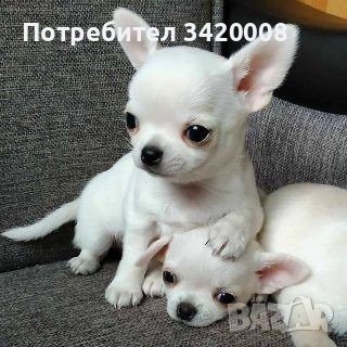 Чихуахуа: Продава кучета порода Чихуахуа - обяви от развъдници - Цени —  Bazar.bg