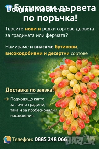 Десертен сорт " Маникюр", снимка 4 - Разсади - 53453274