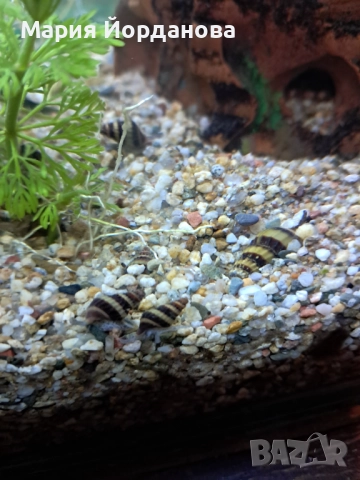 Охлюви Хелена, снимка 2 - Аквариуми - 52731110