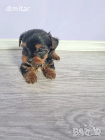 Йоркшир териер , снимка 14 - Йоркширски териер - 53053770