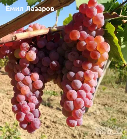Продавам Карловски Мискет