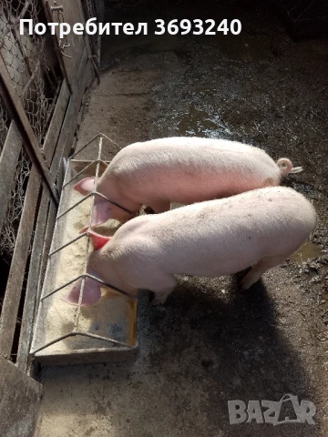 Продавам малки прасета , снимка 2 - Прасета - 44396419