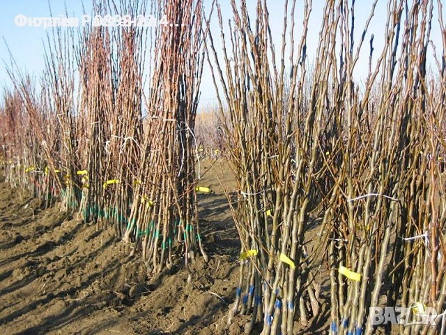  Плодни дръвчета, снимка 9 - Разсади - 52508208