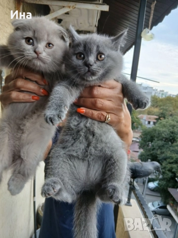 шотландски котки, снимка 3 - Други - 51869275