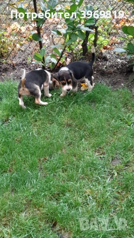 Бигъли , снимка 7 - Бигъл - 50899235