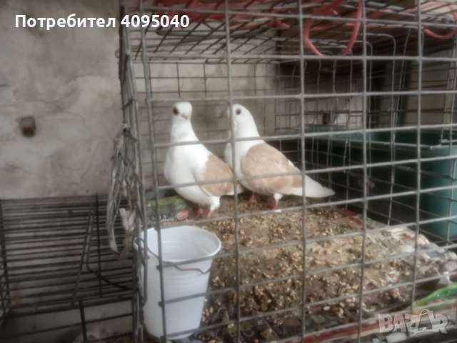 Продавам гълъби, снимка 5 - Гълъби - 51379486