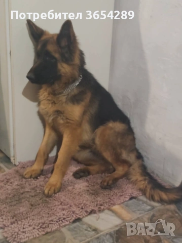 НОК , снимка 5 - Немска овчарка - 53354909