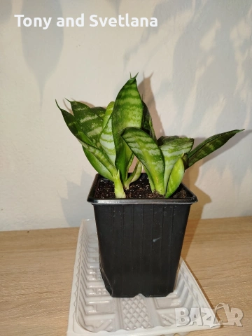 Стайни цветя- Хоя /Восъчниче (Hoya Carnosa), Сансевиера мини, Хлорофитум, Традесканция Зебрина, снимка 6 - Стайни растения - 53572534