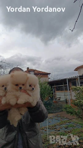 Померанчета , снимка 2 - Померан - 53490849