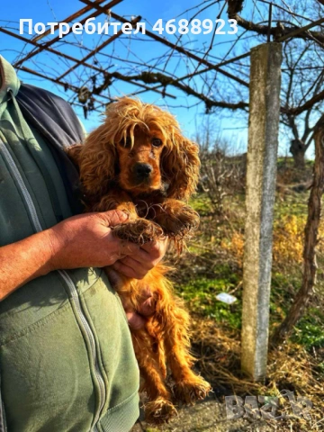 Продават се чистокръвни кокер шпаньоли, снимка 11 - Кокер шпаньол - 53063124