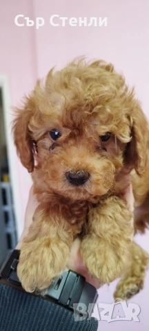 ТОЙ ПУДЕЛ 5 момчета, снимка 4 - Пудели - 53799744