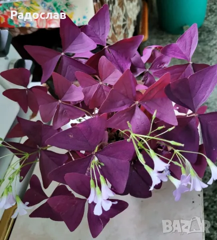 Продавам красива лилава детелина цвете , снимка 6 - Стайни растения - 47079779