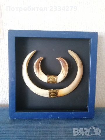 Стари зъби бивни от диво прасе, глиган