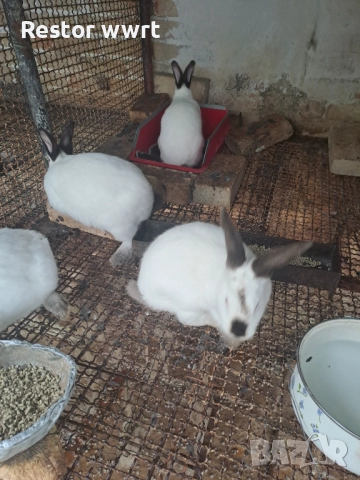 Зайци Калифорниец, снимка 3 - Други - 52662124