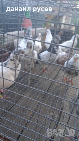 Английски типлери, снимка 5 - Гълъби - 51157443