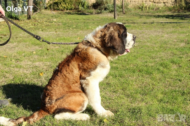 Санбернар женски, снимка 5 - Санбернари - 53029780