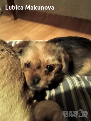 Мопс, снимка 4 - Йоркширски териер - 52815160