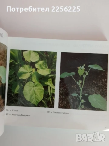 Основни плевели в полевите култури, снимка 6 - Специализирана литература - 51090747