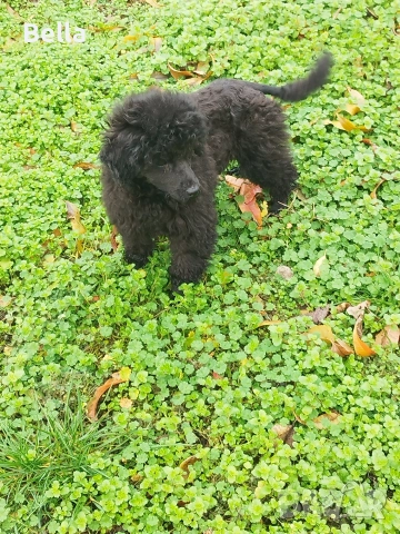 Мини пудел, снимка 8 - Пудели - 52938794