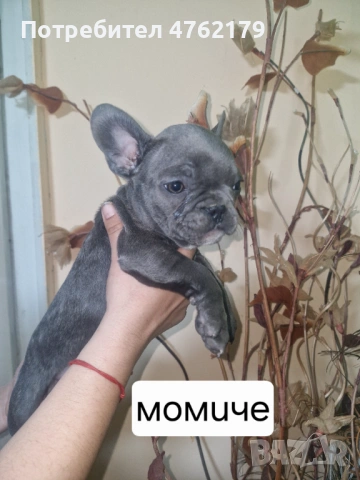 Френски булдог, снимка 8 - Френски булдог - 53800045